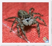 Jumping Spider * Salticidae Spp. * (30 Slides)